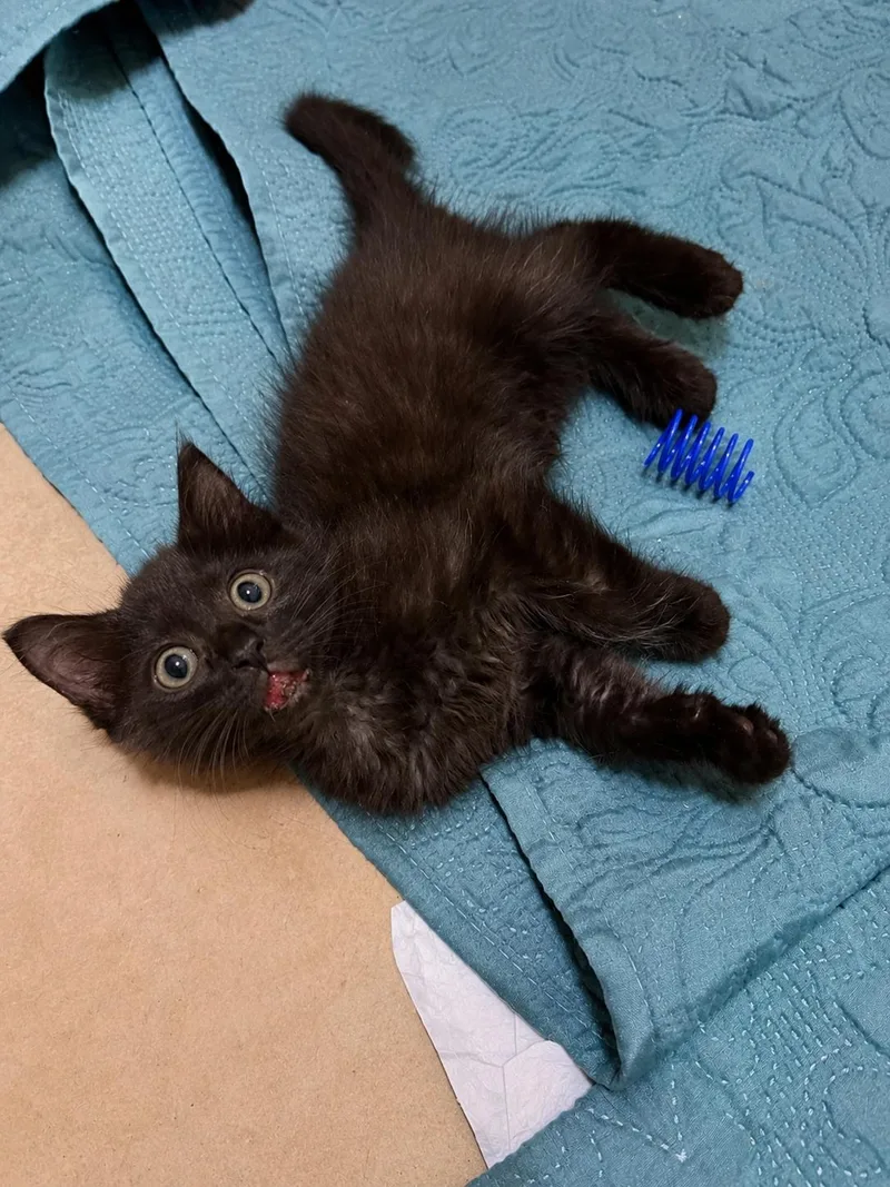 A baby small-sized female Black American Shorthair cat named Kit Kat for adoption in Paulina, LA