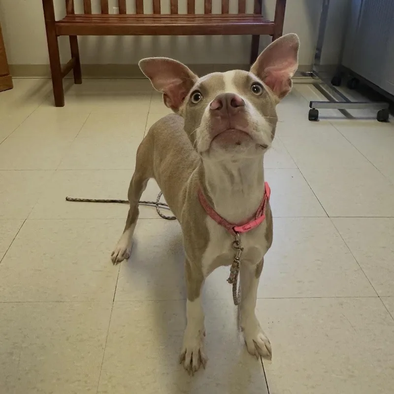 A young large-sized male Terrier dog named Radar for adoption in West Jefferson, OH