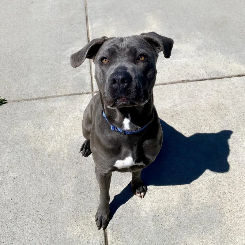 An adult large-sized female Brindle Mixed Breed dog named Brandy for adoption in Cheyenne, WY