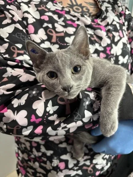 A baby small-sized male Domestic Short Hair cat named Krigg for adoption in Sherwood, OR