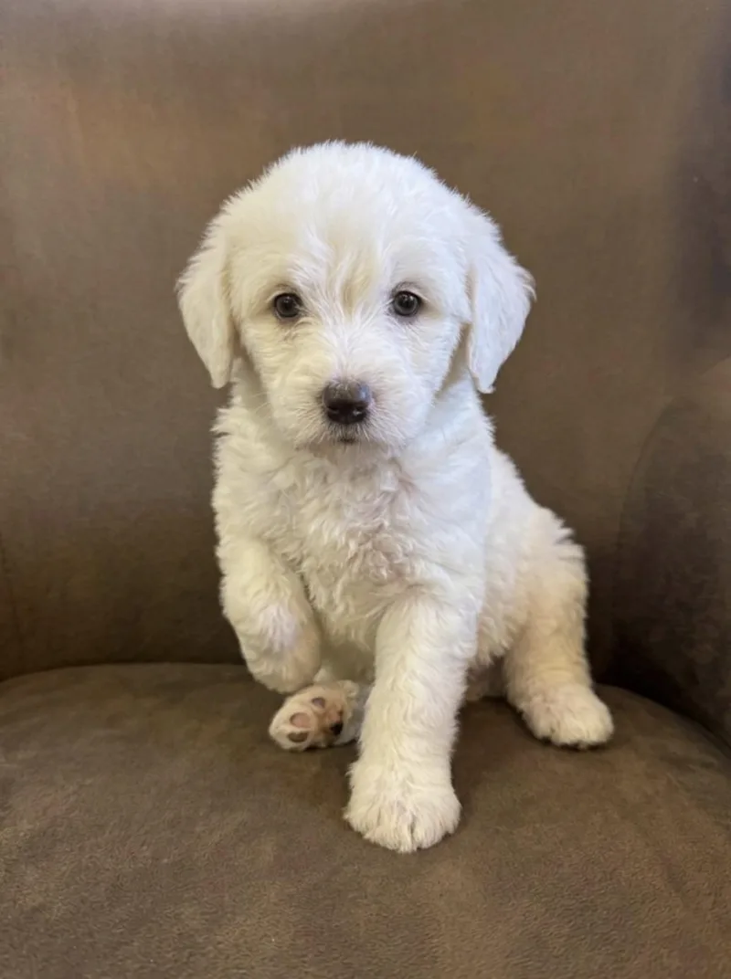 A baby large-sized female Goldendoodle dog named Lilac for adoption in Iron Ridge, WI