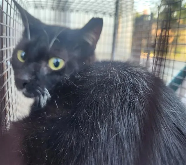 An adult large-sized male Domestic Short Hair cat named Slinky for adoption in Fort Lauderdale, FL