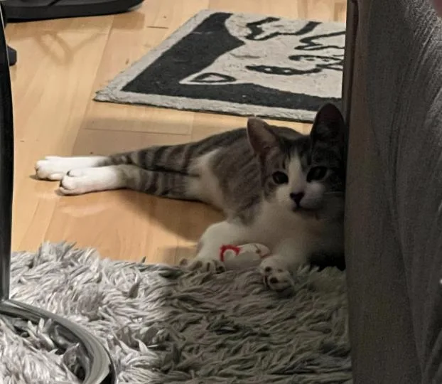 A baby small-sized female American Shorthair cat named Pearl for adoption in Beverly Hills, CA