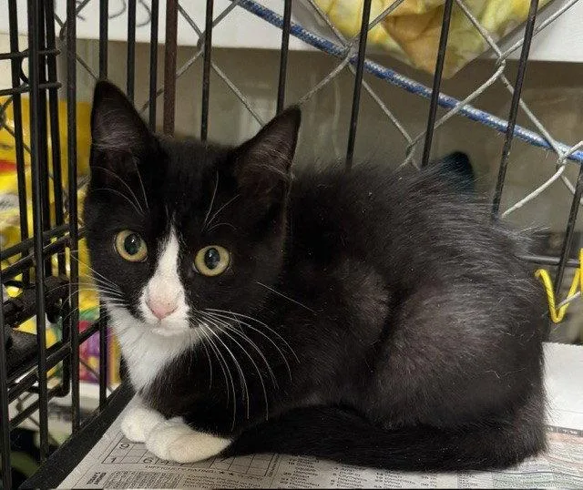 A young medium-sized male Domestic Short Hair cat named Tuxy for adoption in Apollo, PA