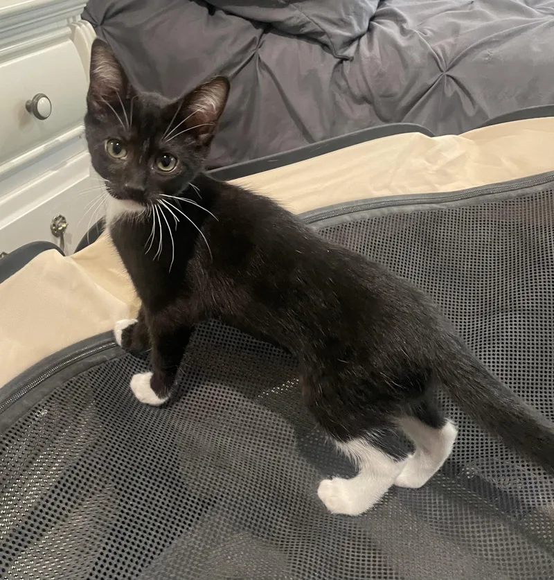 A baby medium-sized male Black & White / Tuxedo Domestic Short Hair cat named Penelopeportofino Petsmart for adoption in Spring, TX