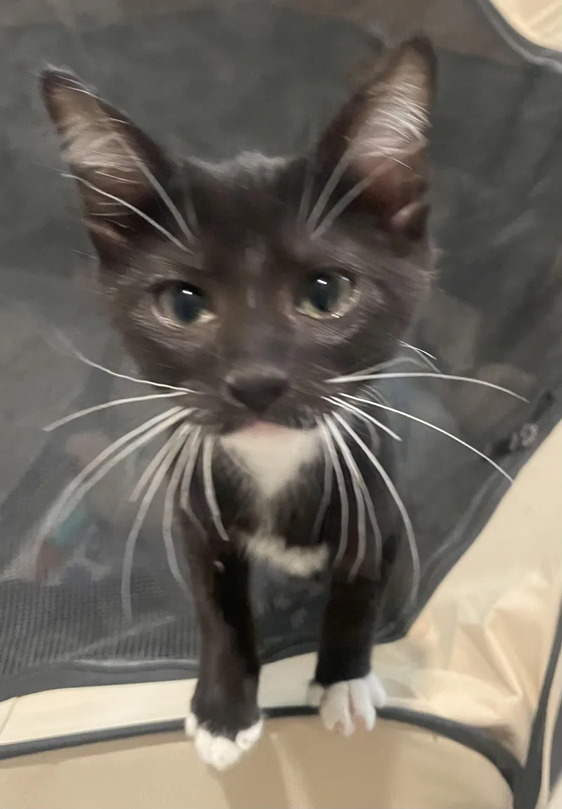 Penelopeportofino Petsmart thumbnail 2