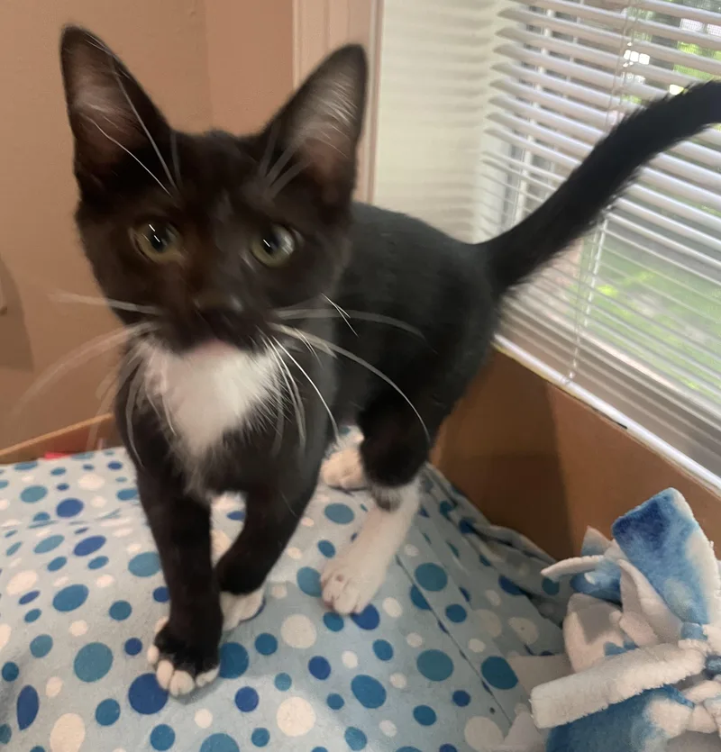 Penelopeportofino Petsmart thumbnail 3