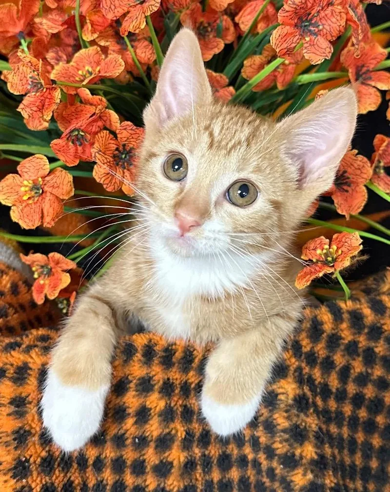 A baby small-sized male Domestic Short Hair cat named Huckleberry for adoption in Stillwater, OK