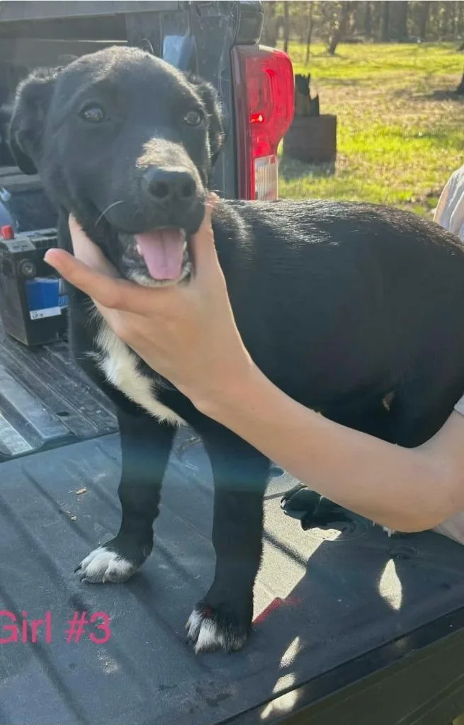 A baby large-sized female Shepherd dog named Charlotte for adoption in El Dorado, AR