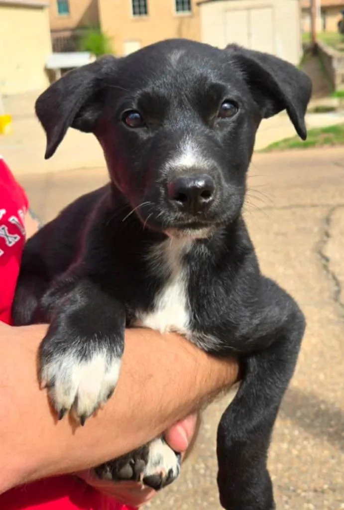 Charlotte thumbnail 2