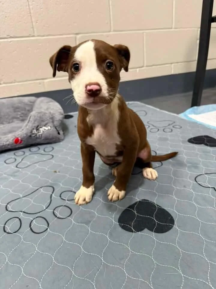 A baby medium-sized female Pit Bull Terrier dog named Peanut for adoption in Browns Mills, NJ