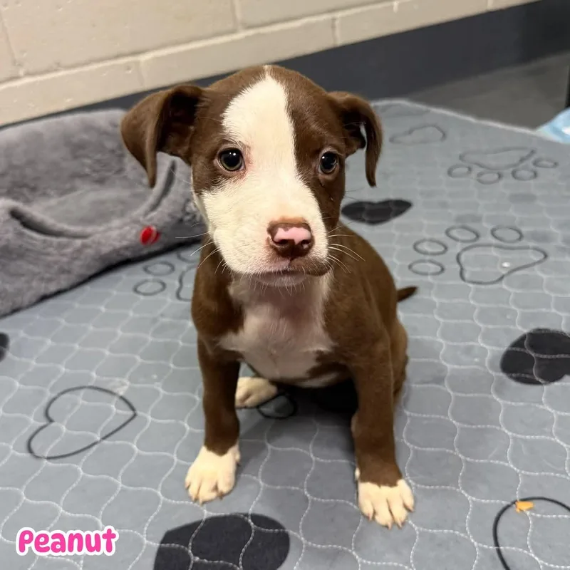 Peanut thumbnail 3
