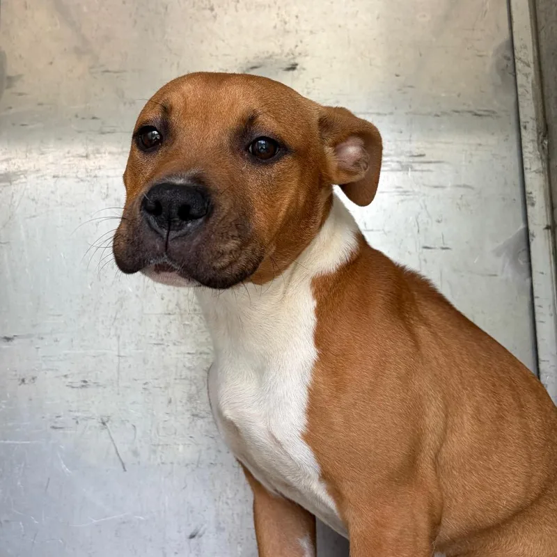 A young medium-sized female Yellow / Tan / Blond / Fawn Mixed Breed dog named Queenie for adoption in Chattanooga, TN