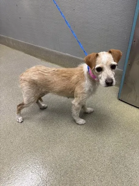 An adult small-sized female Terrier dog named Red for adoption in Las Vegas, NV