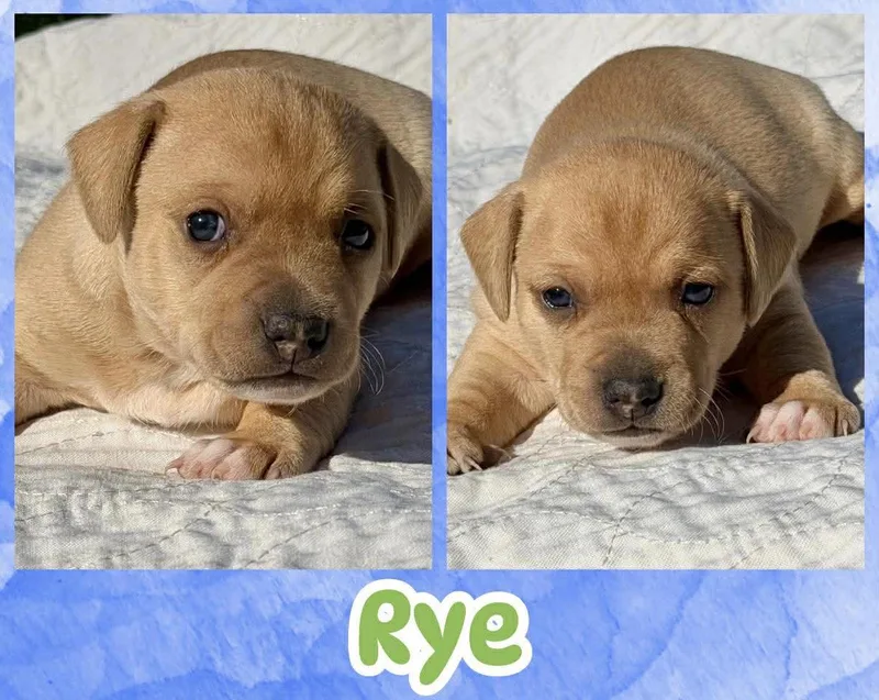 A baby small-sized male Yellow / Tan / Blond / Fawn Chihuahua dog named Rye for adoption in Ringwood, NJ