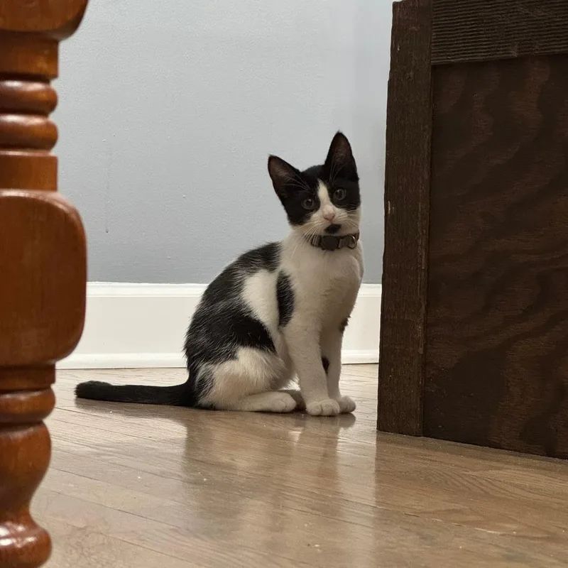 A baby small-sized female Black Domestic Short Hair cat named Loon for adoption in Evanston, IL