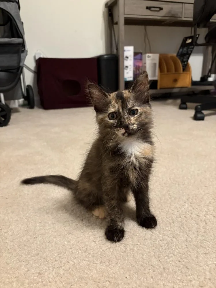 A baby medium-sized female Domestic Long Hair cat named Jade for adoption in East Greenville, PA