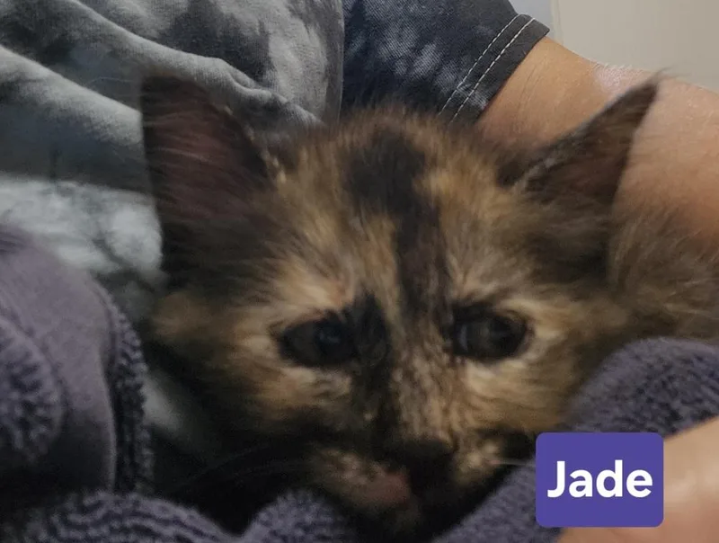 Jade thumbnail 3