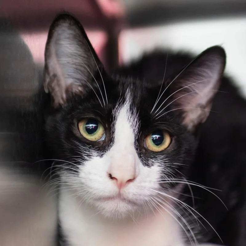 A baby medium-sized female Black Domestic Short Hair cat named Selene for adoption in Middletown, RI
