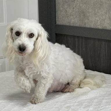 An adult small-sized female Coton de Tulear dog named Peach for adoption in Zionsville, IN
