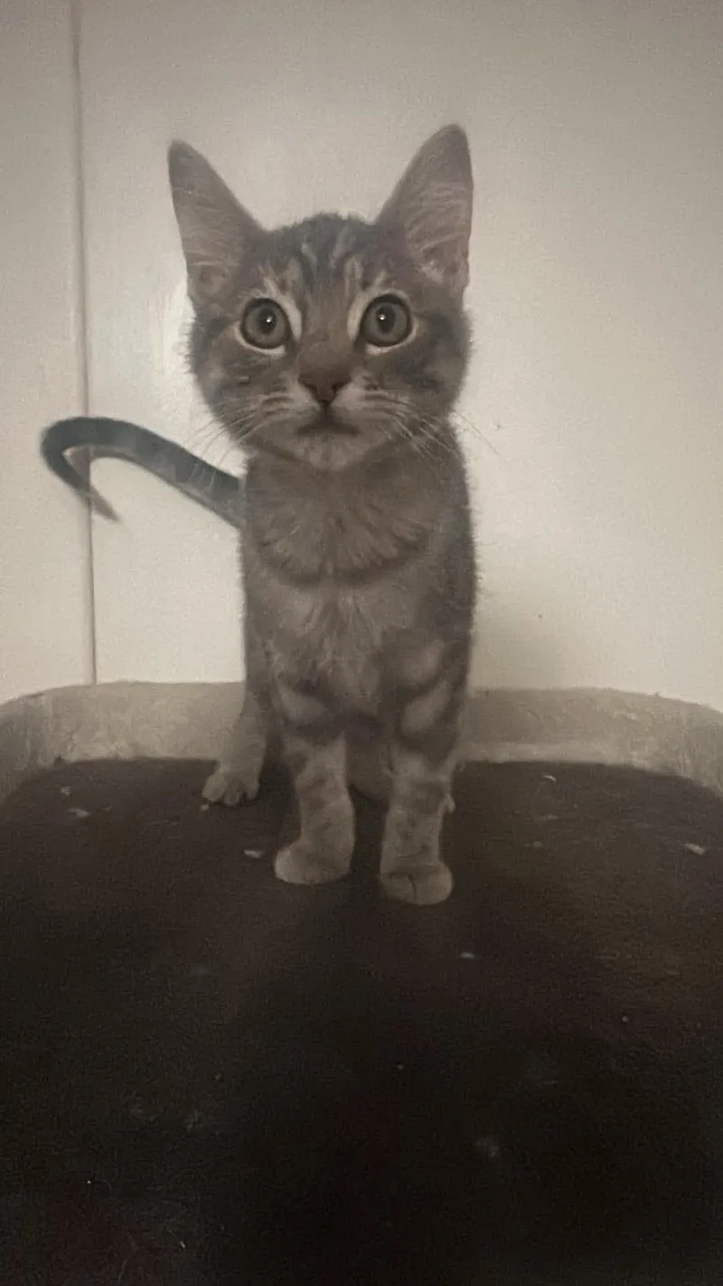 A baby small-sized female Tabby (Gray / Blue / Silver) Domestic Short Hair cat named Nacho for adoption in Oklahoma City, OK