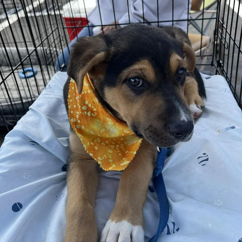 A baby medium-sized male German Shepherd Dog dog named Stevie for adoption in Yukon, OK