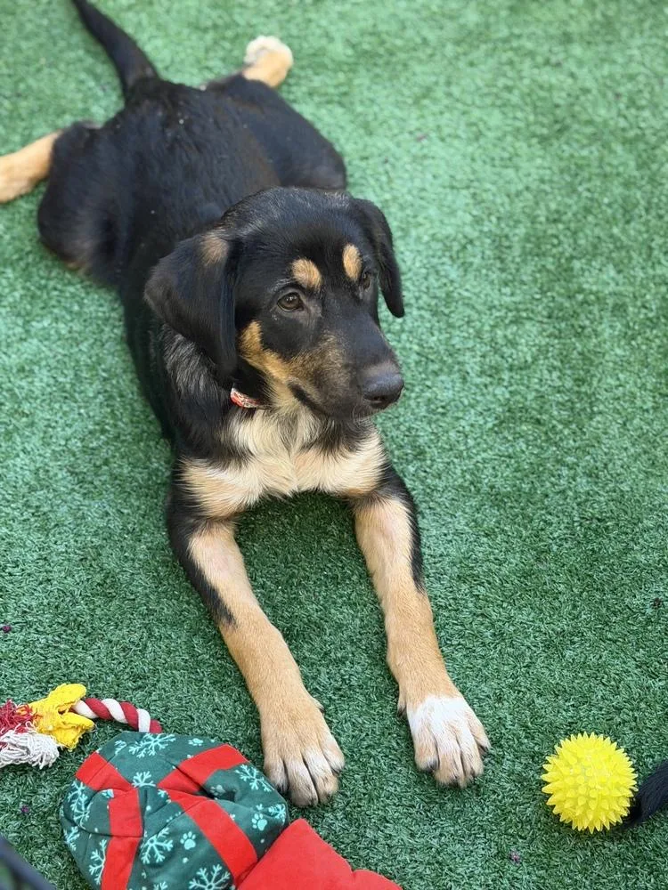 A baby large-sized female Brown / Chocolate German Shepherd Dog dog named Kaia for adoption in Pleasant Hill, CA