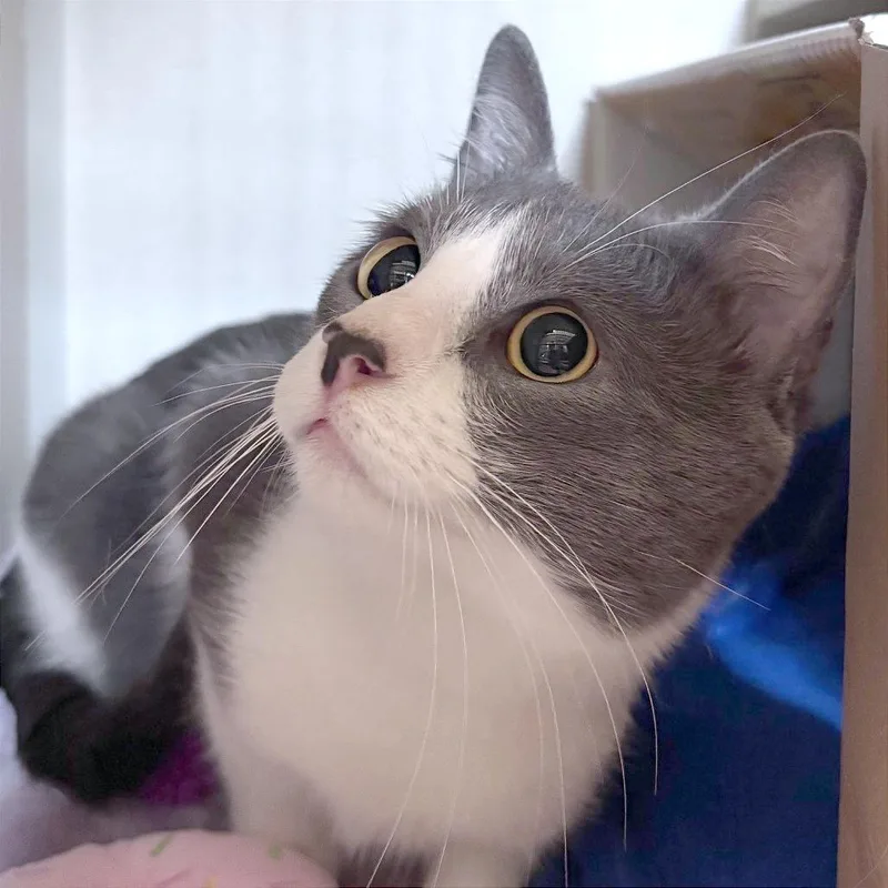 A young large-sized male Gray / Blue / Silver Domestic Short Hair cat named Ll Jr for adoption in Providence, RI