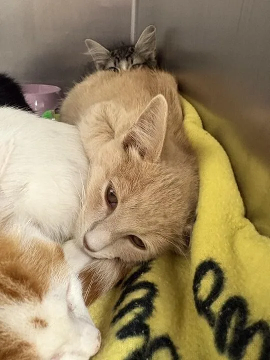 An adult medium-sized male Cream / Ivory Domestic Short Hair cat named Milo for adoption in Cincinnati, OH