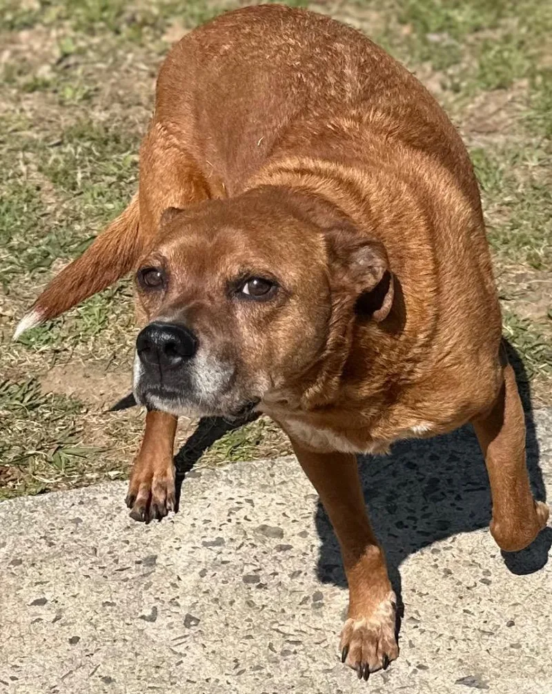 An adult medium-sized male Mixed Breed dog named Jo Jo for adoption in Rome, GA