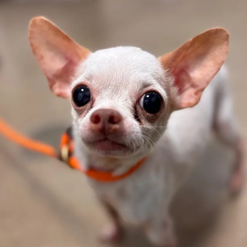 A senior small-sized male White / Cream Chihuahua dog named Blanco for adoption in York, PA