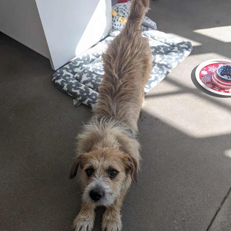 Georgie D thumbnail 2