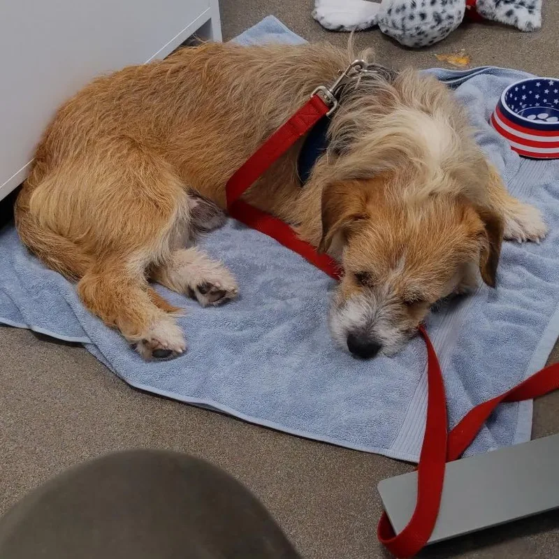 Georgie D thumbnail 4