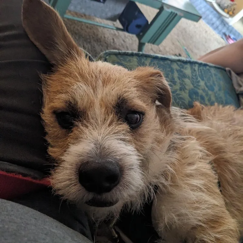 Georgie D thumbnail 5