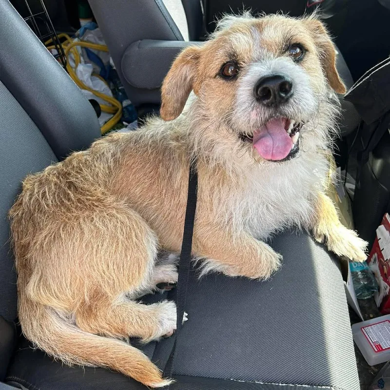 Georgie D thumbnail 6