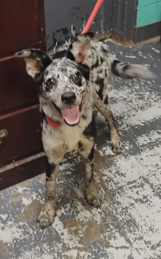 A baby medium-sized female Australian Shepherd dog named Joy for adoption in New Lexington, OH