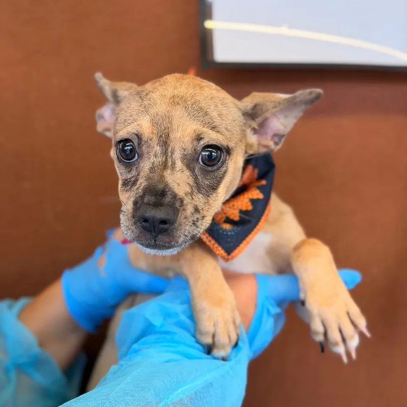 A baby small-sized female Chihuahua dog named Jinx for adoption in San Antonio, TX