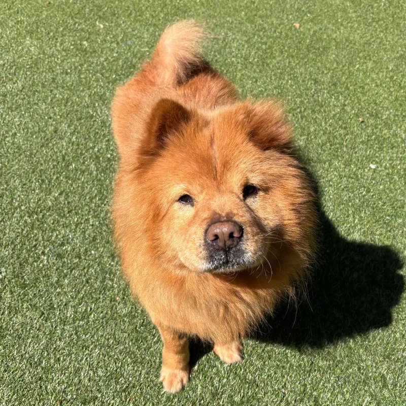 An adult medium-sized male Golden Mixed Breed dog named Marlin for adoption in Asheville, NC