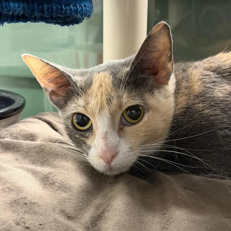An adult medium-sized female Calico Domestic Short Hair cat named Patricia for adoption in Hampton Bays, NY