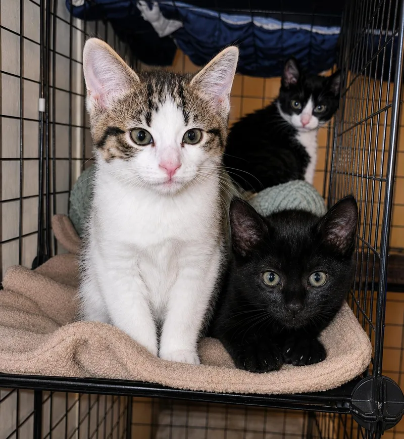 Baby And Midnight thumbnail 2