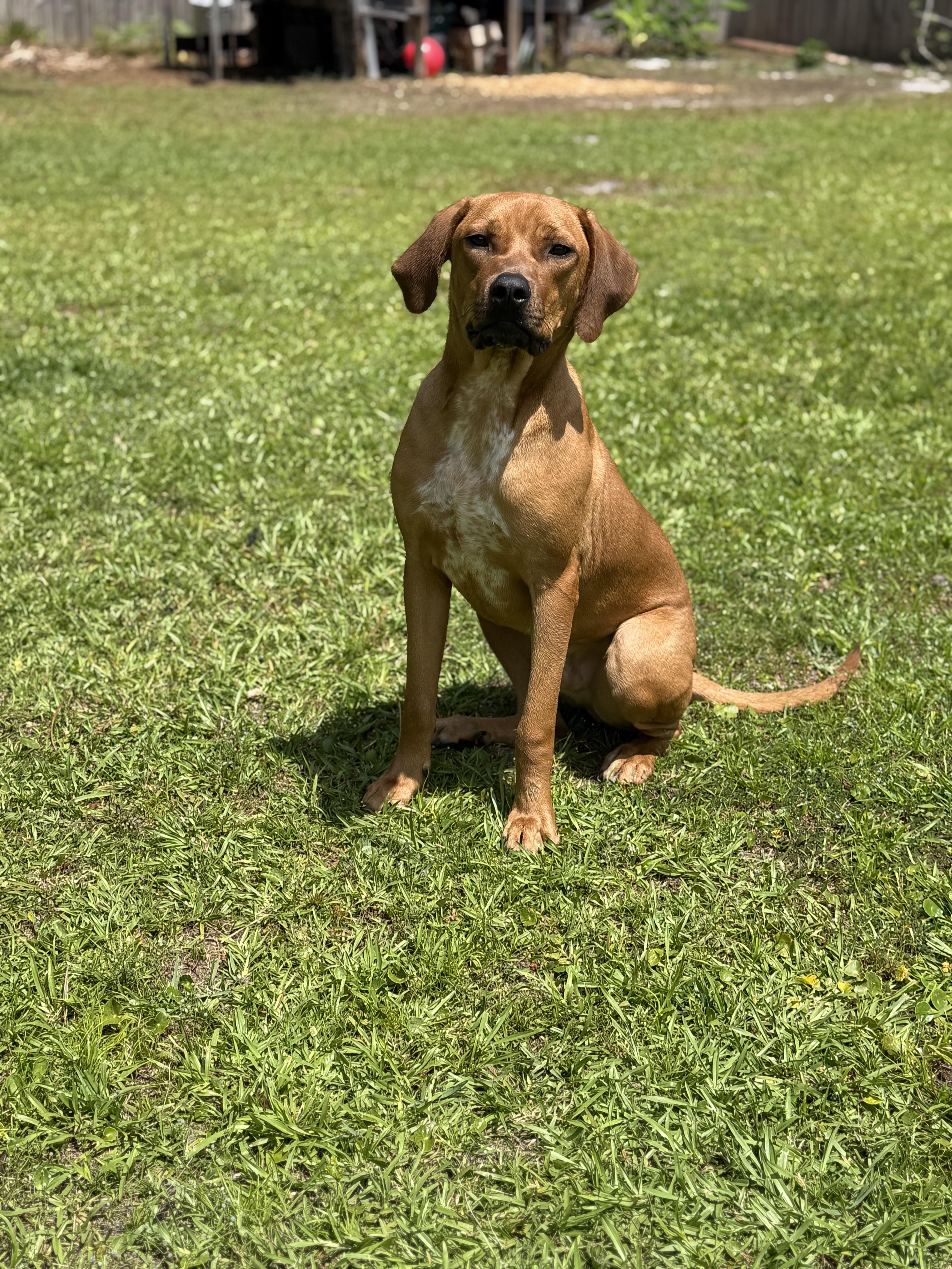 An adult large-sized male Rhodesian Ridgeback dog named Spencer for adoption in Saint Augustine, FL