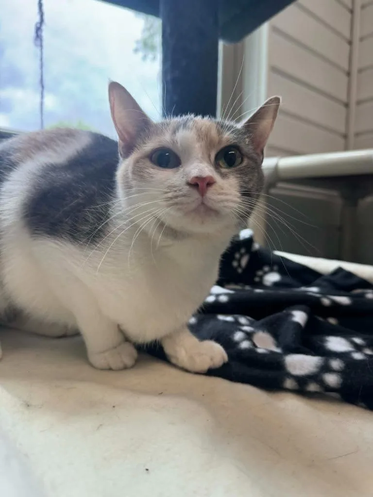 A young medium-sized female Domestic Short Hair cat named Fuji for adoption in Marion, OH