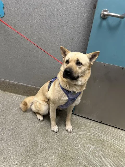 An adult large-sized female German Shepherd Dog dog named Charlee for adoption in Las Vegas, NV