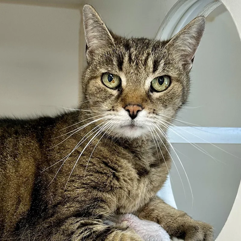 A senior medium-sized female Domestic Short Hair cat named Maxie for adoption in Reisterstown, MD