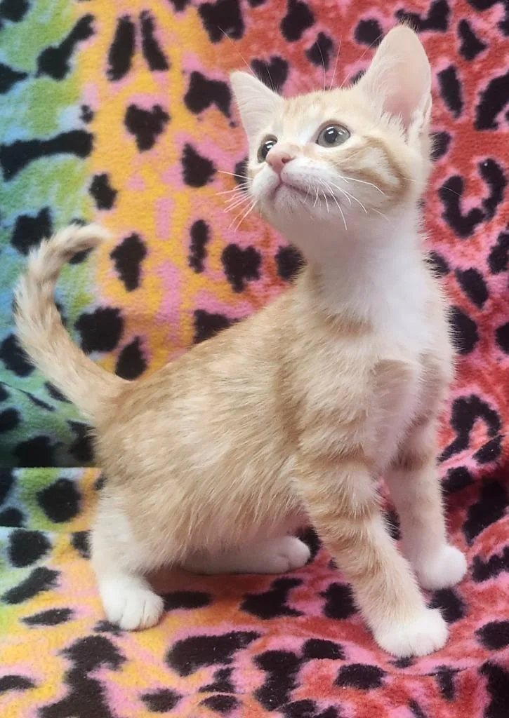 A baby small-sized male Domestic Short Hair cat named Franklin for adoption in Little Rock, AR