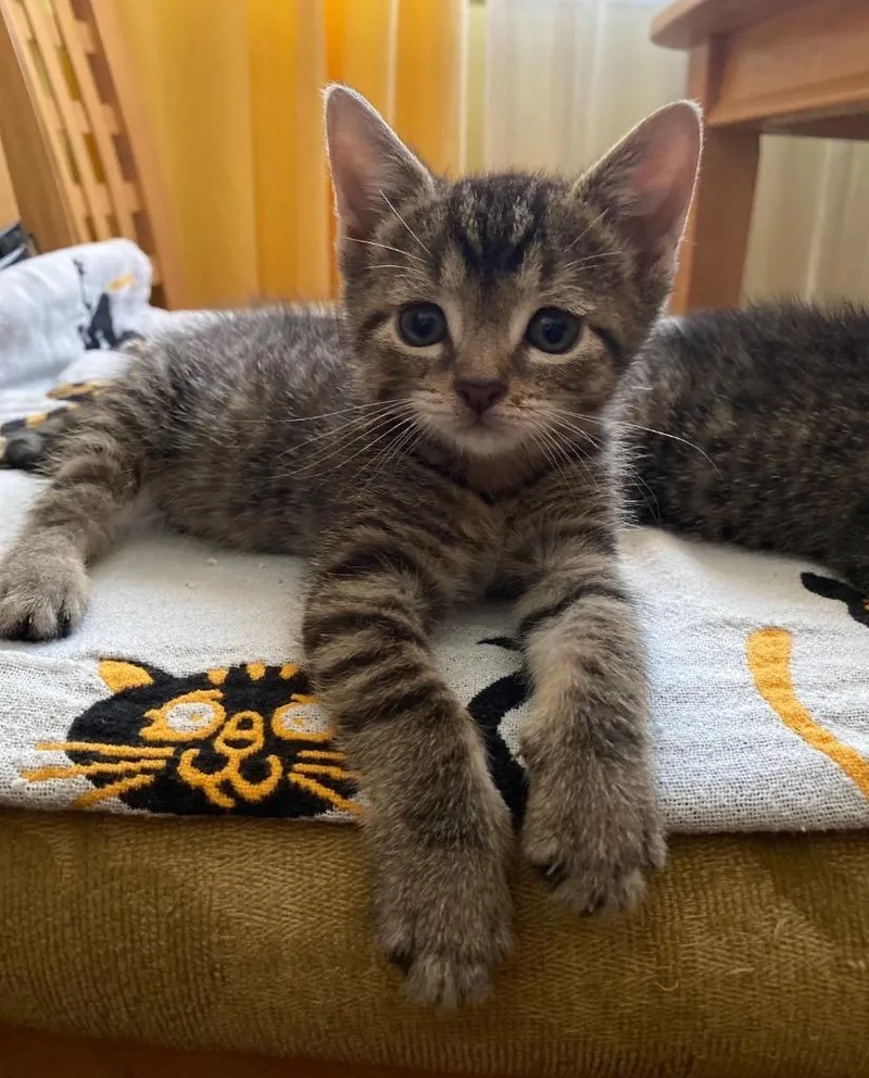 A baby medium-sized male Domestic Short Hair cat named Uno for adoption in Pomona, NY