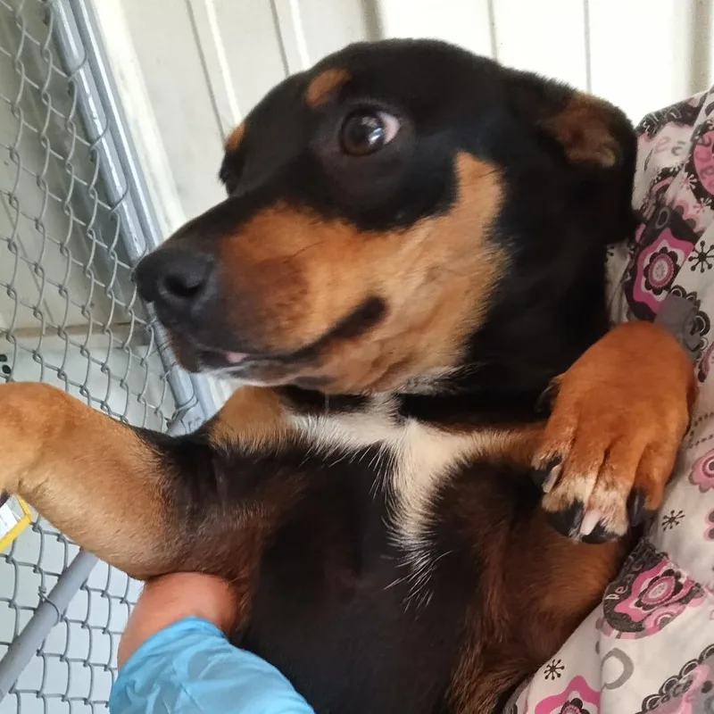 A young small-sized female Black Chihuahua dog named Peppa for adoption in Franklin, NC