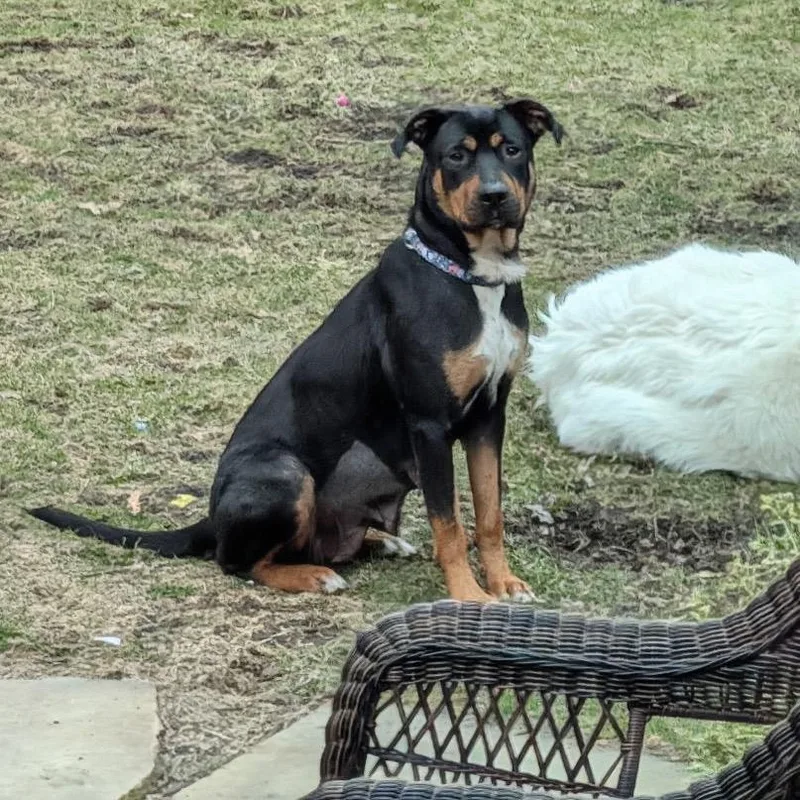 An adult medium-sized female Black Australian Kelpie dog named Hunny for adoption in Metamora, MI