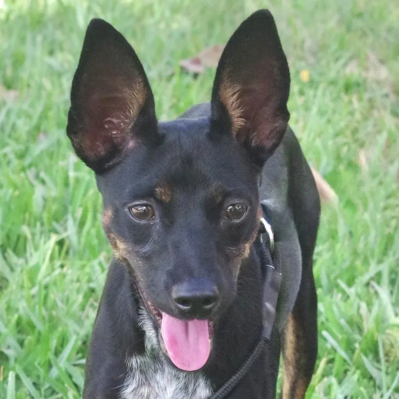 A baby small-sized female Black Terrier dog named Puppy Naomi for adoption in Miami, FL