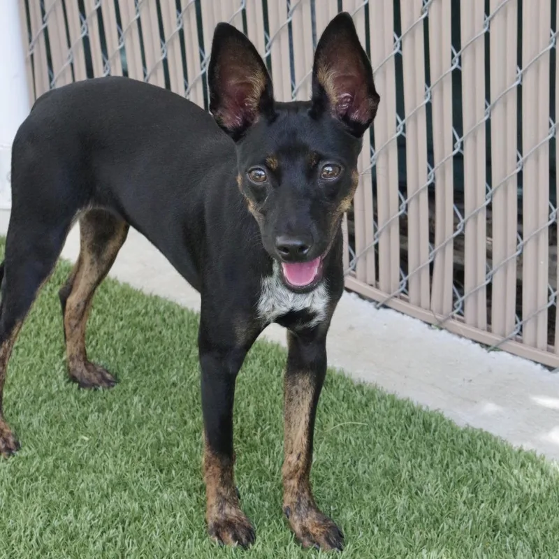 Puppy Naomi thumbnail 2